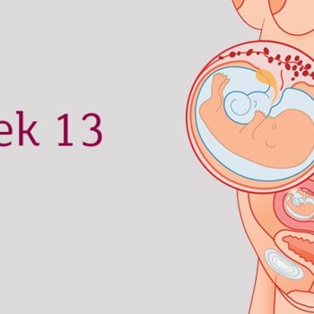 kehamilan-13-minggu