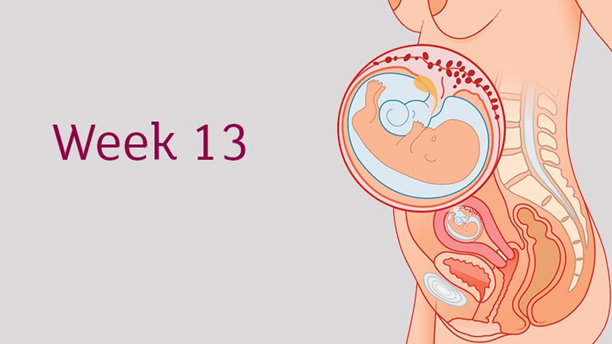 kehamilan-13-minggu